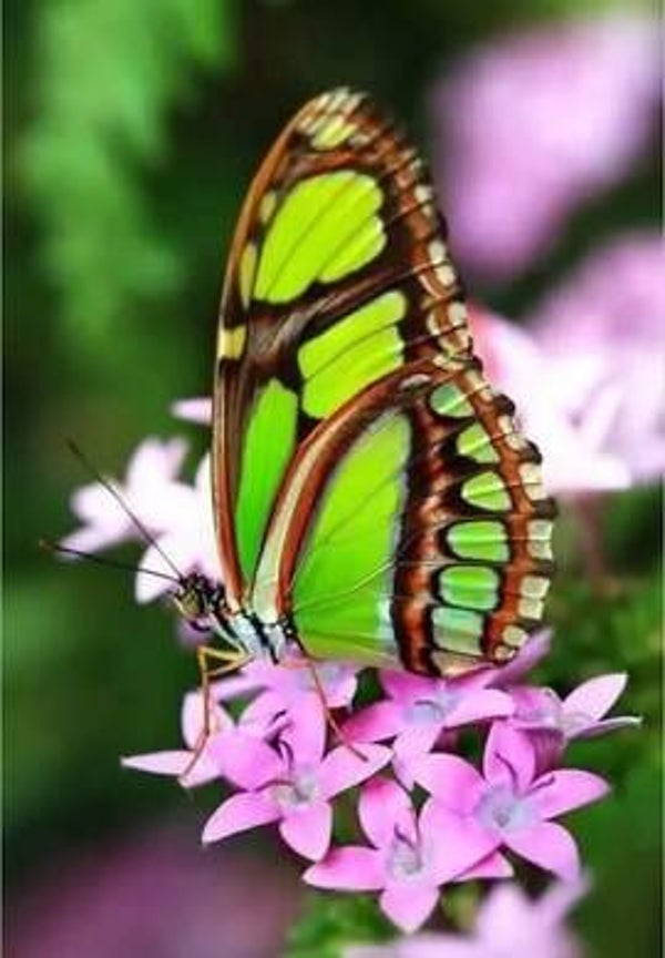 Groene vlinder , paars/roze bloemen - Diamond Painting