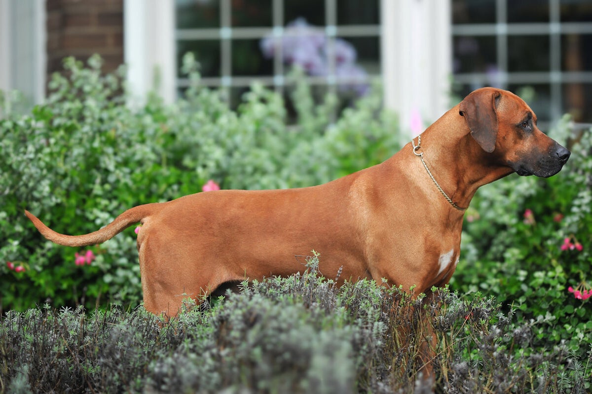Poot Van Rhodesian Ridgeback Buddy / Onze honden | van de Borgerhoeve Rhodesian ridgeback kennel