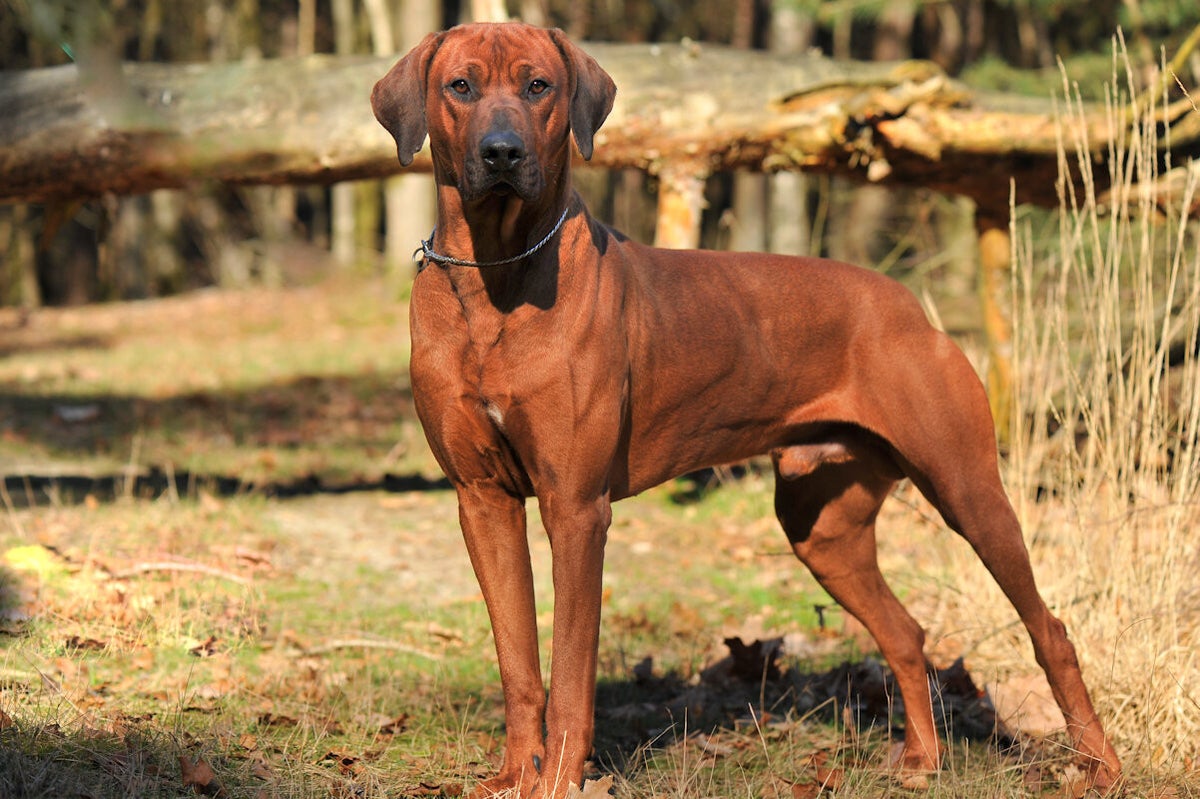 Poot Van Rhodesian Ridgeback Baron / Onze honden | van de Borgerhoeve Rhodesian ridgeback kennel