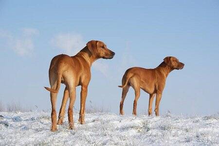 BinQ, zoon van Cantha (met zijn papa Cooper)