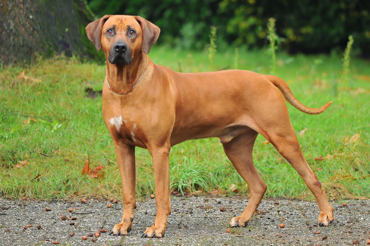 Buddy / Onze honden | van de Borgerhoeve Rhodesian ridgeback kennel