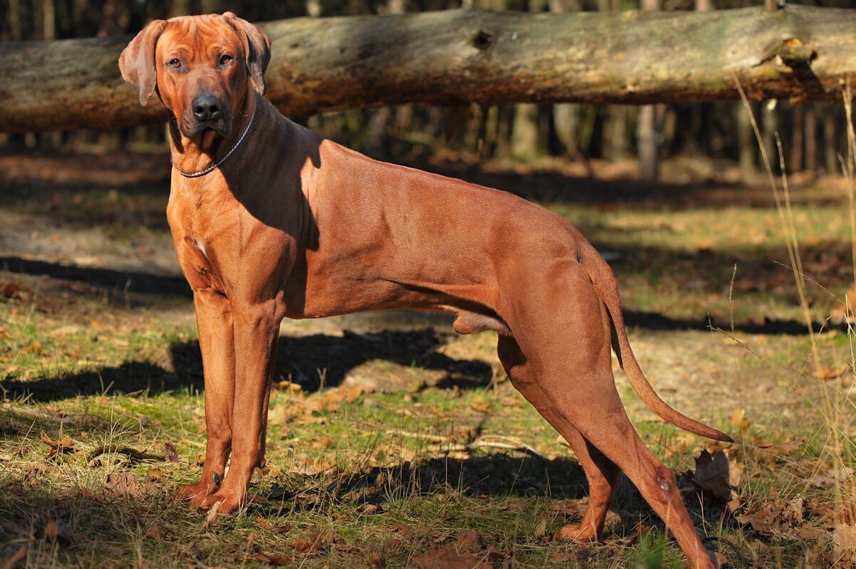 Poot Van Rhodesian Ridgeback Baron / Onze honden | van de Borgerhoeve Rhodesian ridgeback kennel