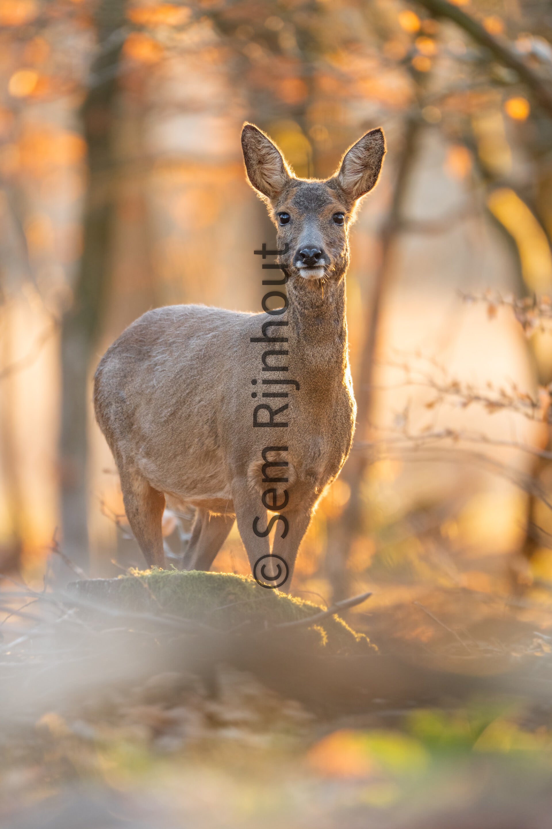 Reegeit Tijdens Zonsondergang (30x40-Ingelijst)