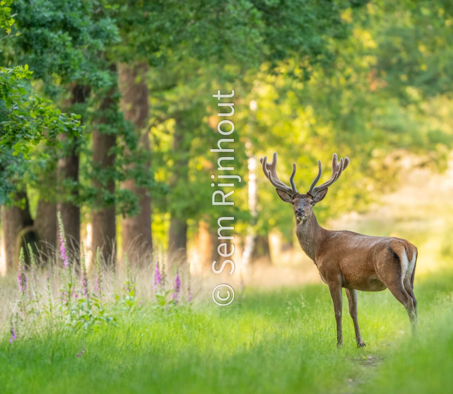 Edelhert In De Lente (30x40-Ingelijst)