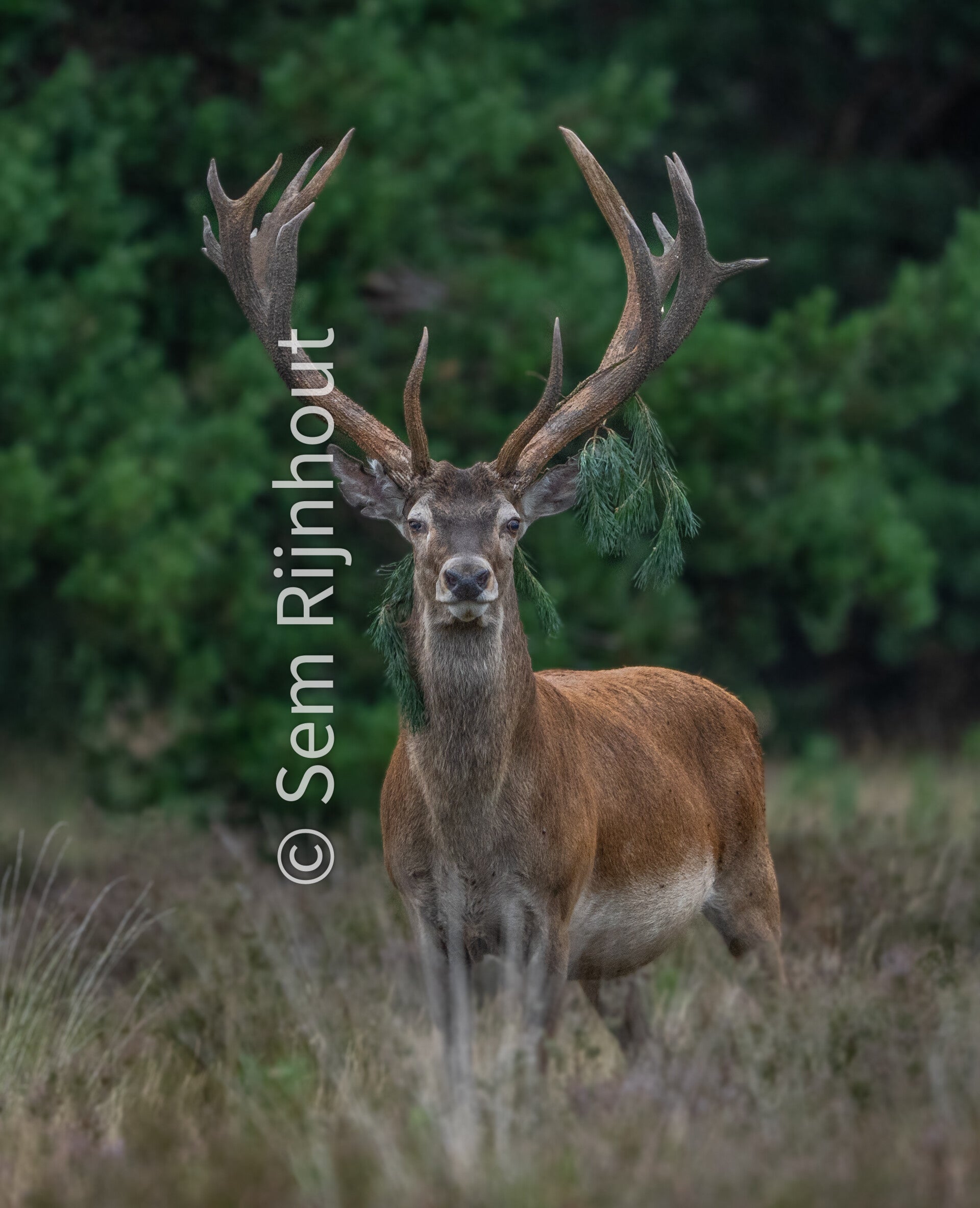 Edelhert In Avondlicht (30x40-Ingelijst)