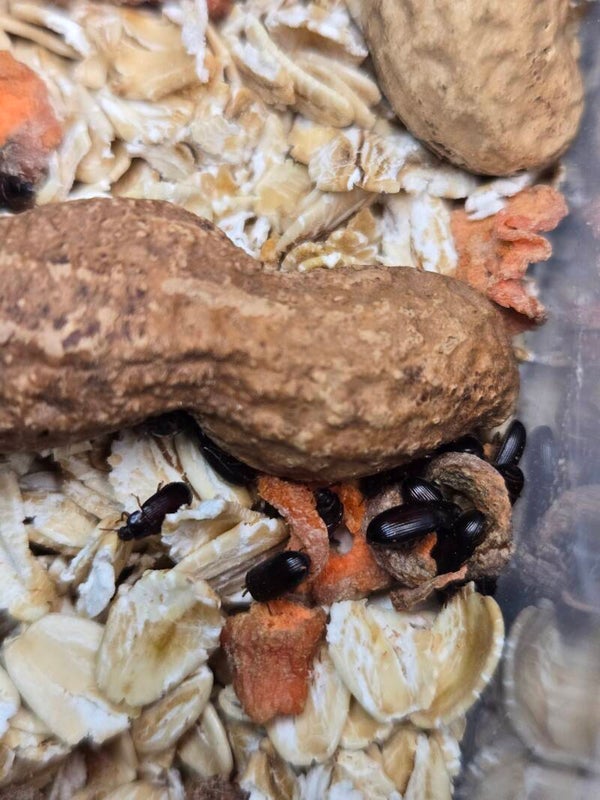 Peanut beetle larve