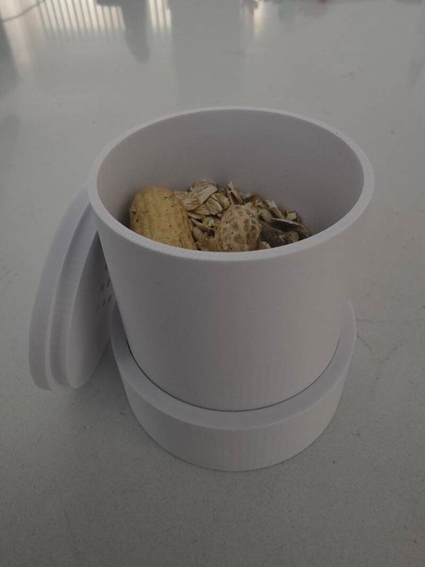 Peanut beetle culture