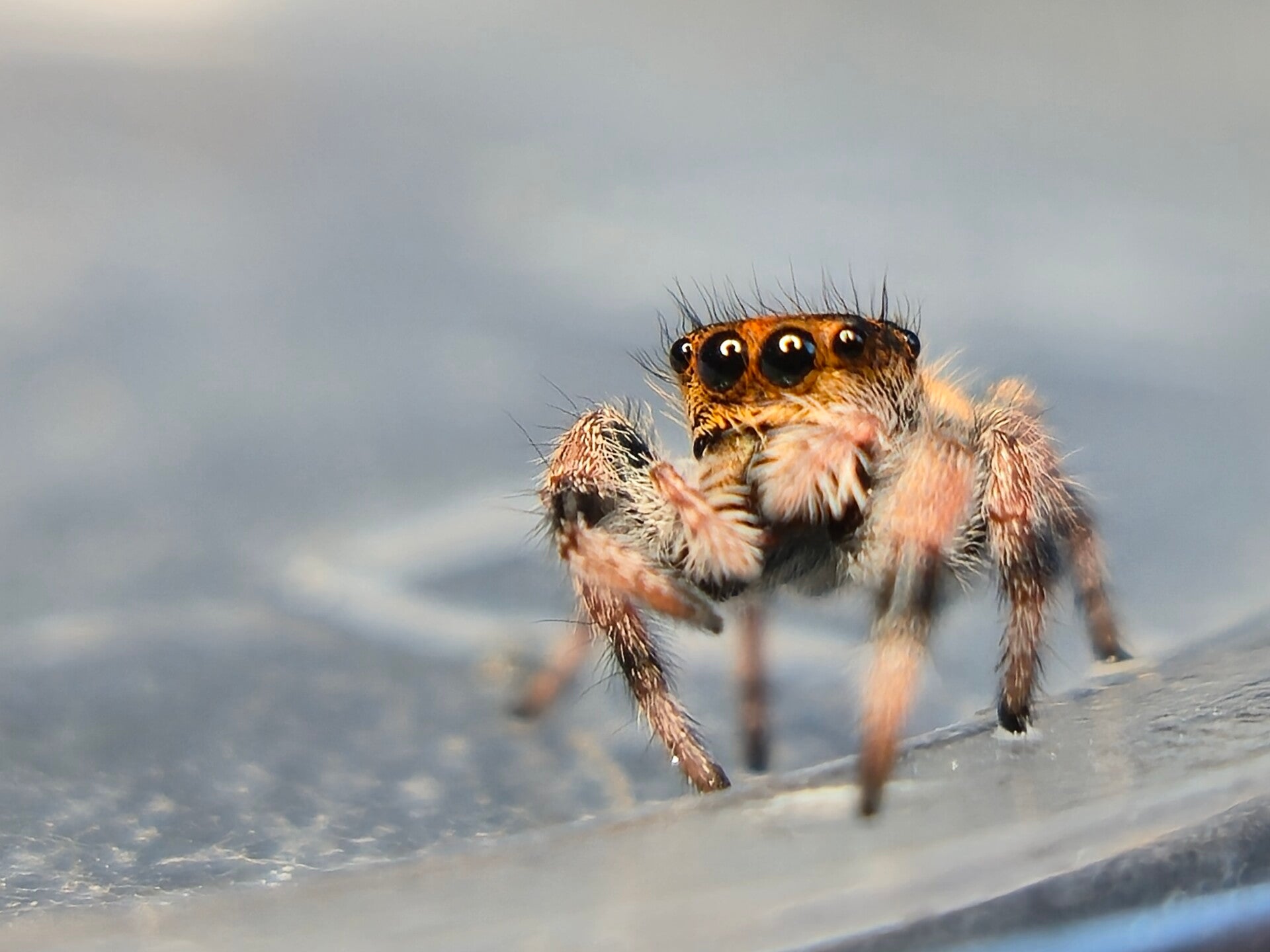 Phidippus regius juvenile