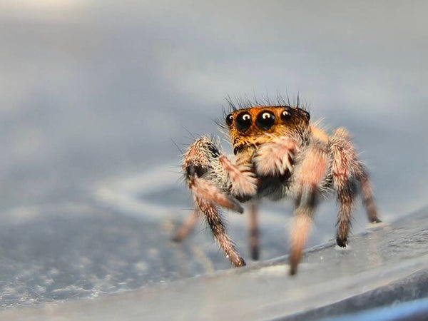 Phidippus regius juvenile