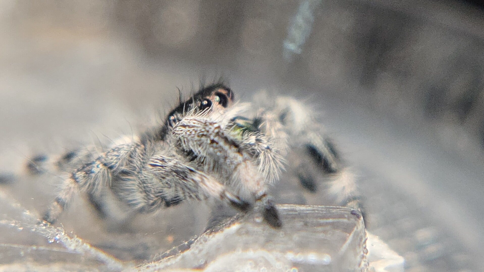 Oreo regal