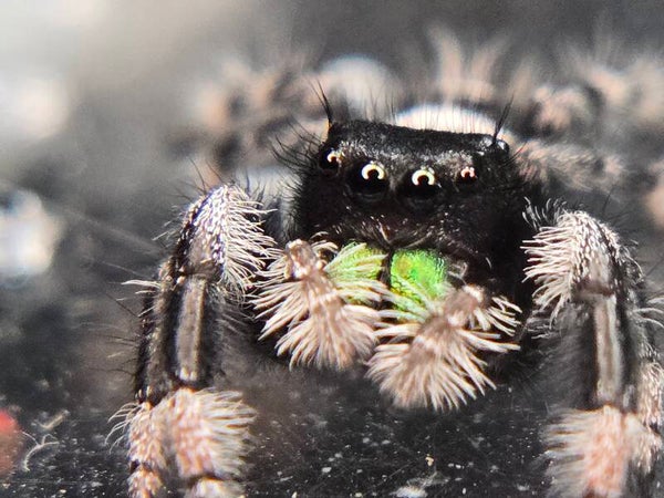 Regal male