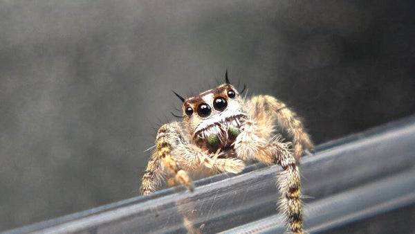 Otiosus jumper
