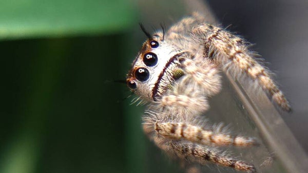 Northern white otiosus