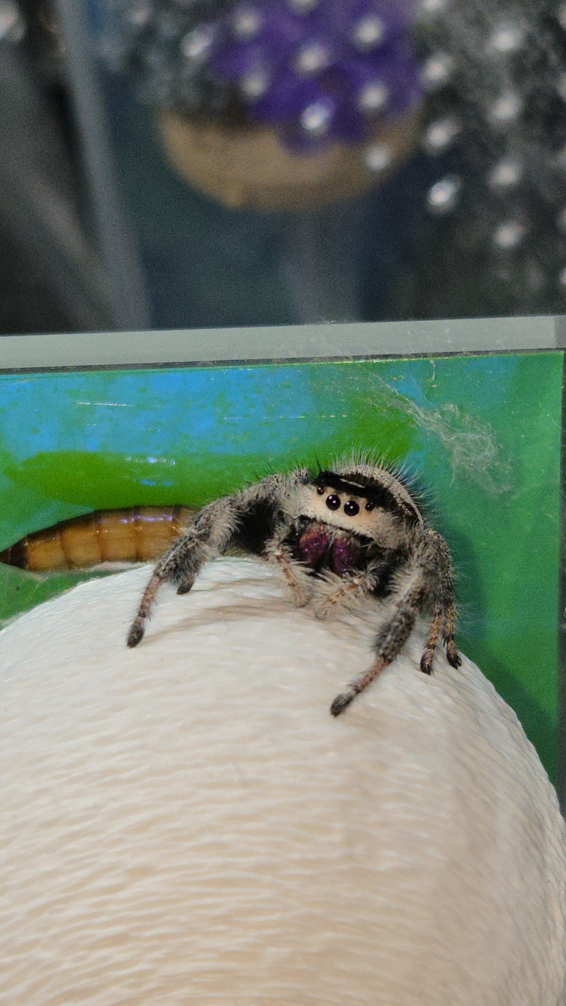 Gravid apalachicola white phase