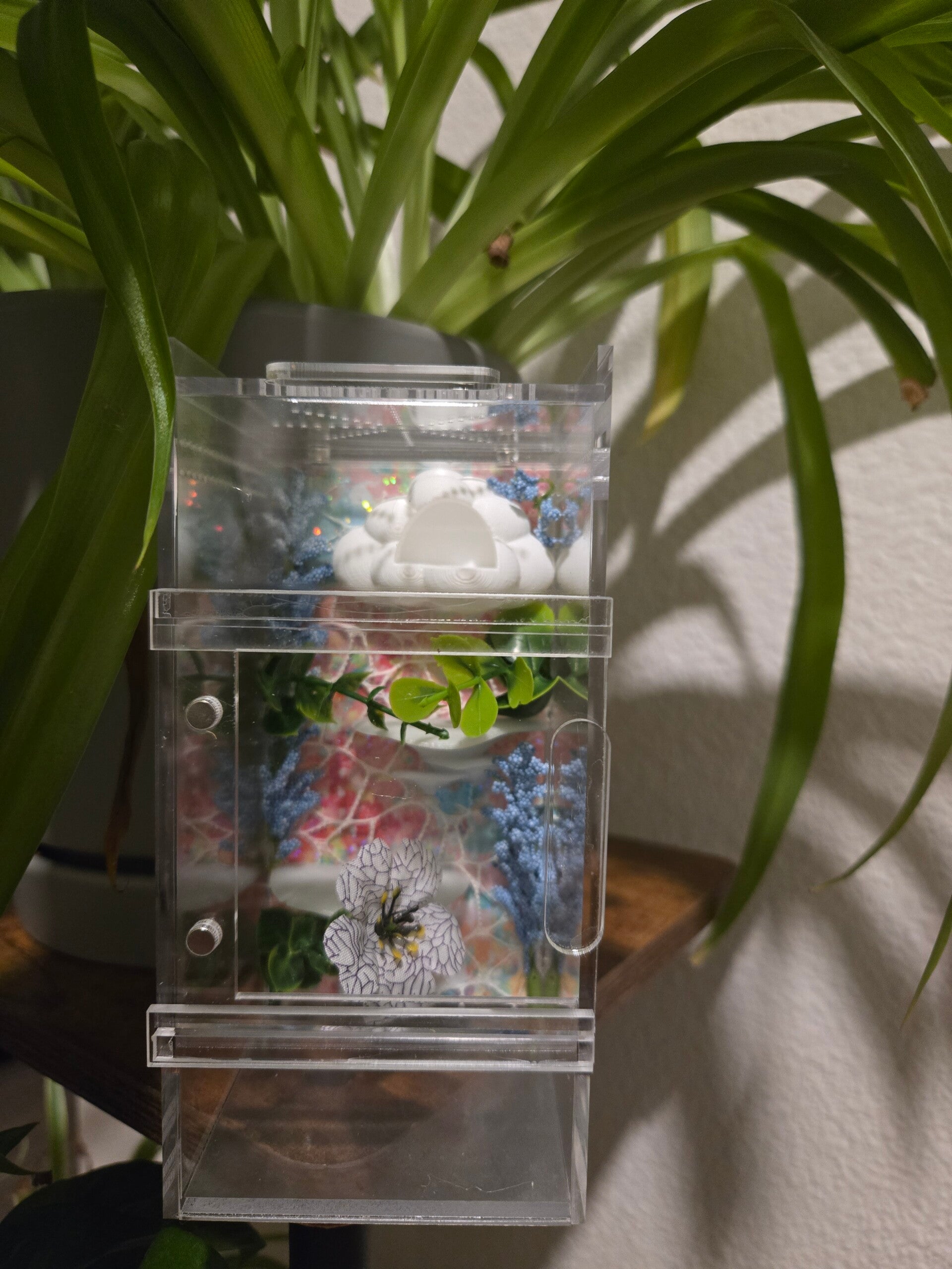 3×3×6 enclosure bundle deal for 60, comes with spider, enclosure, 20 worms, spray bottle, and paint brush.