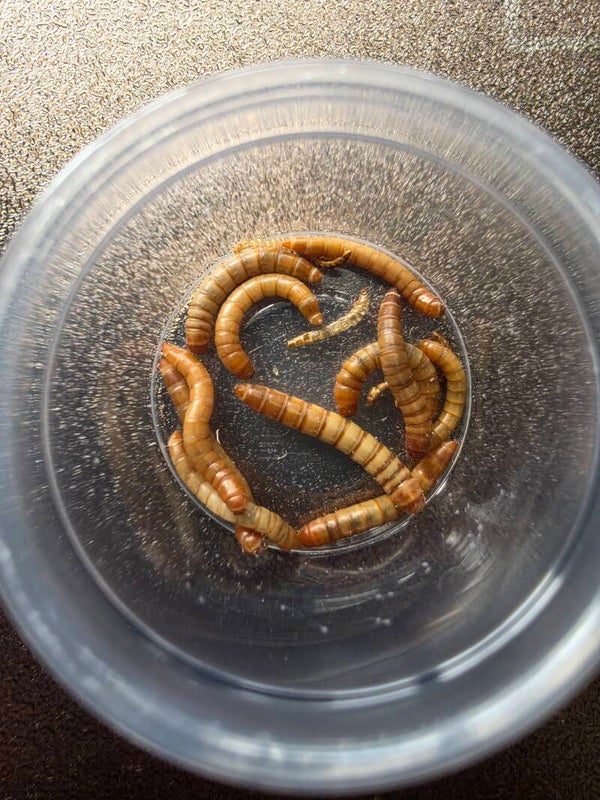 Mealworms 40ct