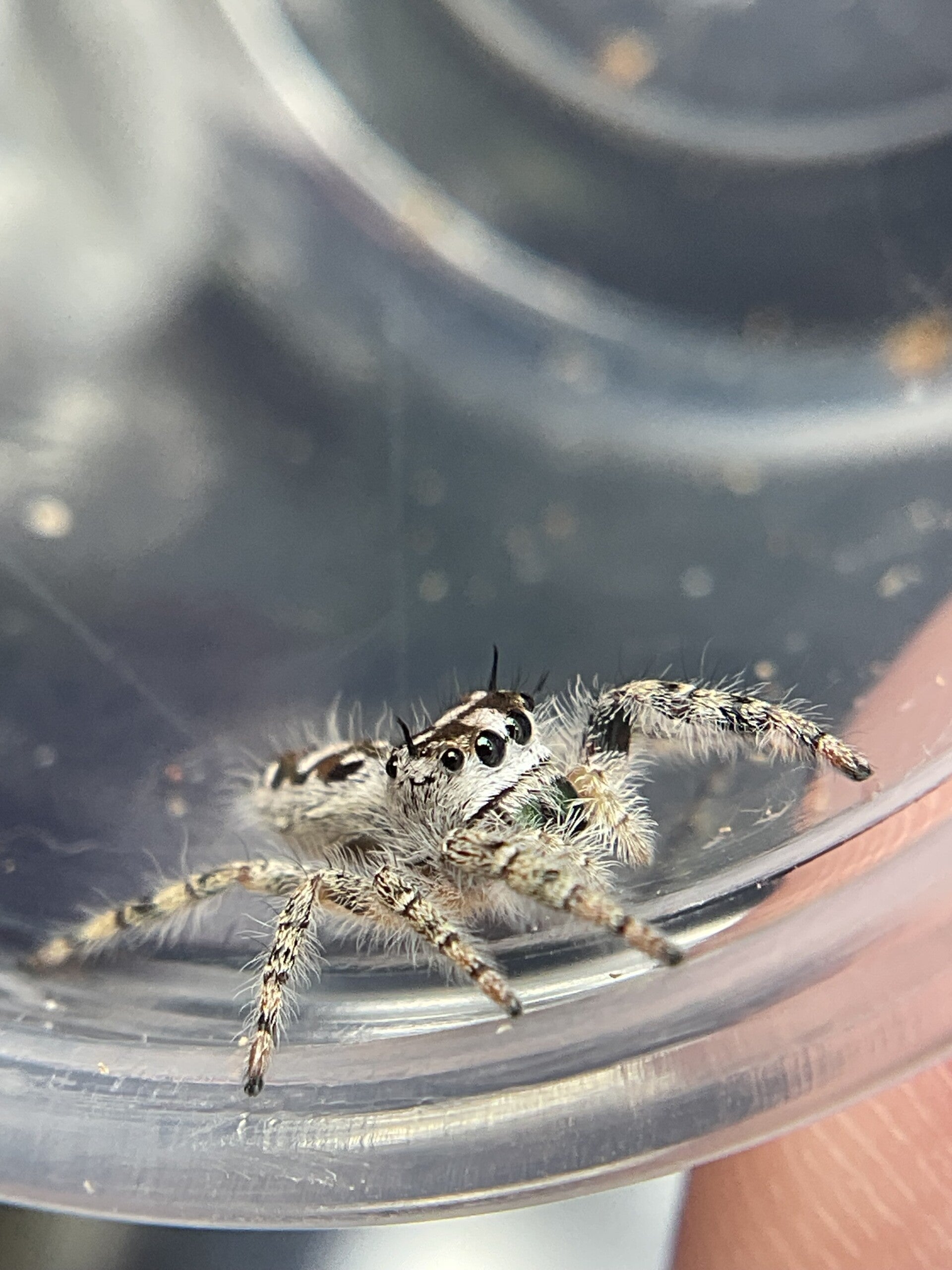 Northern white otiosus canopy subadult