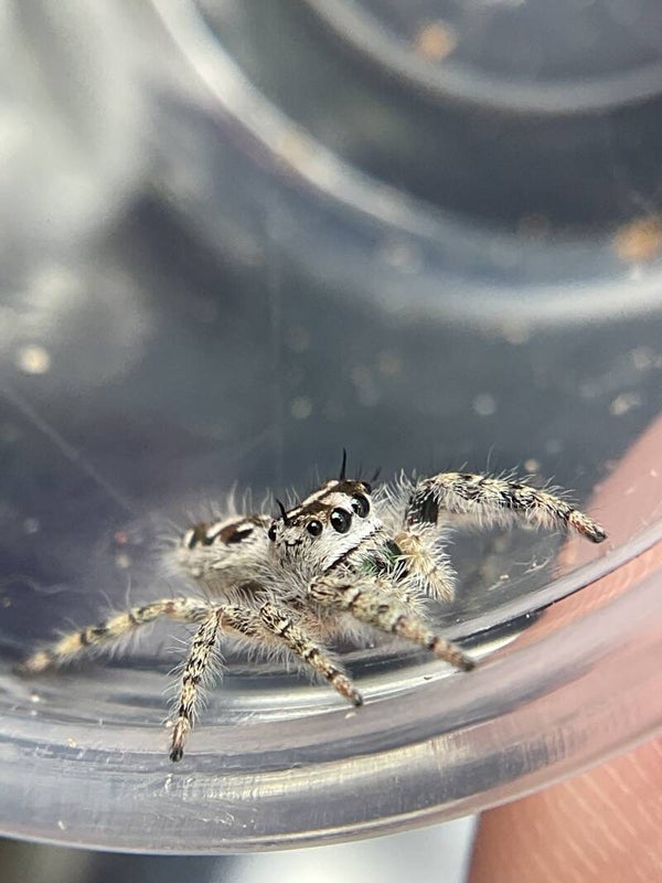 Northern white otiosus canopy subadult