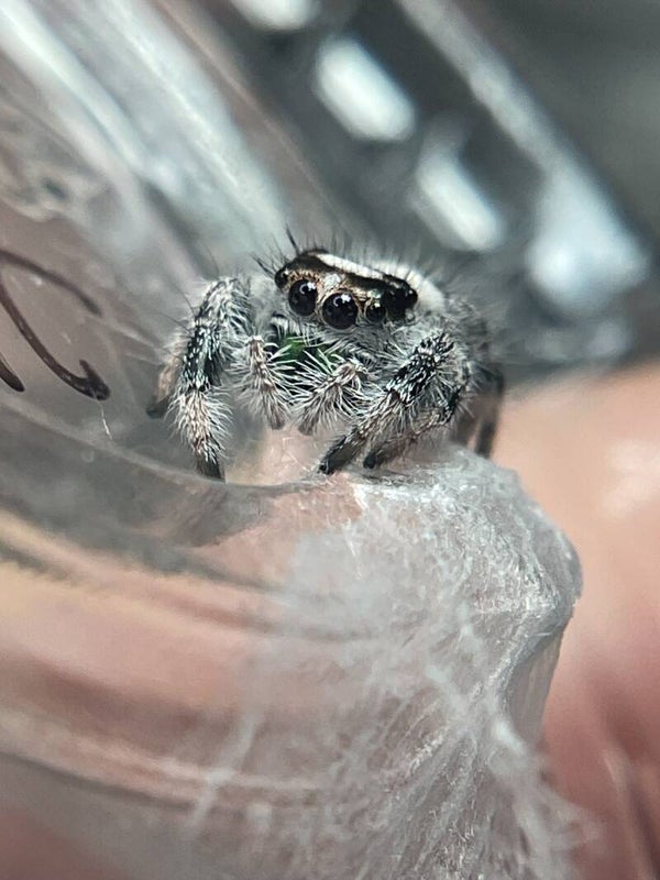 Oreo regal