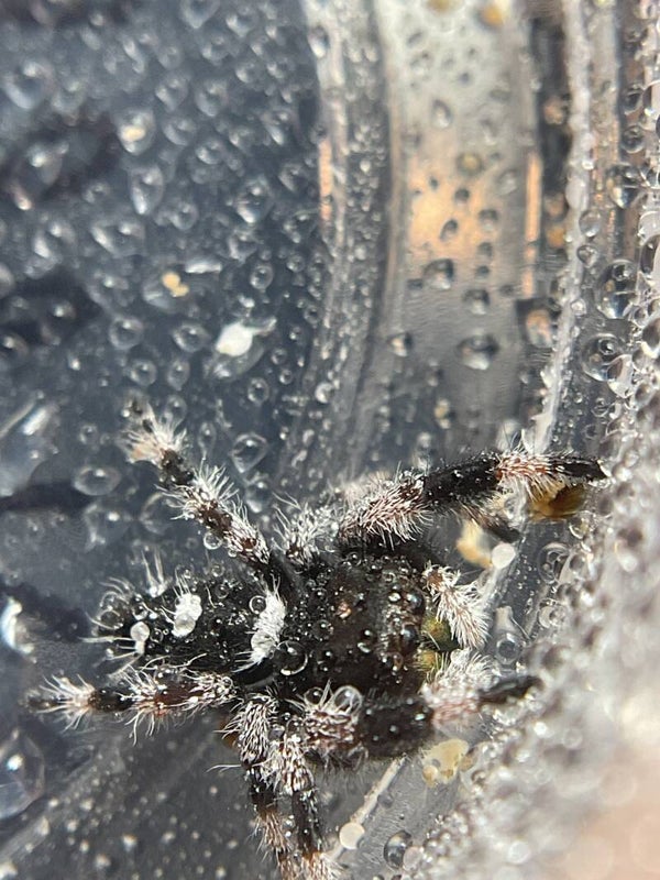 Apalachicola male
