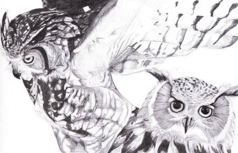 owls-standard-rc9gqe.jpg