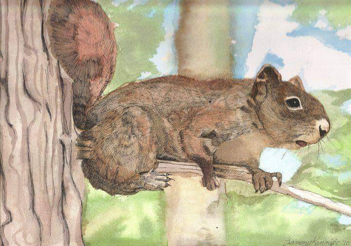 squirell-standard.jpg