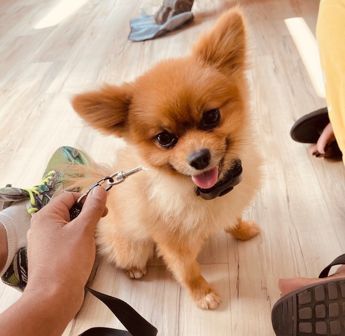 WICKED PUPS Dog Training / Las Vegas NV