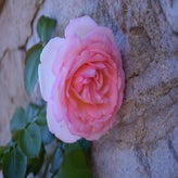DSC_0801.jpg