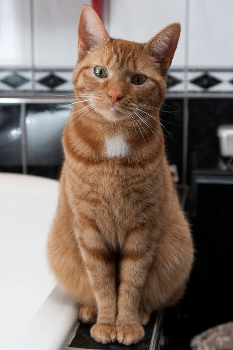 Chili (blaasverlamming, niet verlamd)