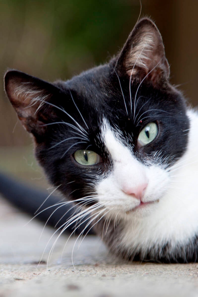 flopperdeflop (ataxie)