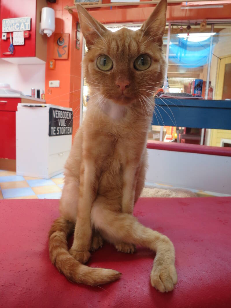 Krijgertje (MPS VII, Sly syndroom) 