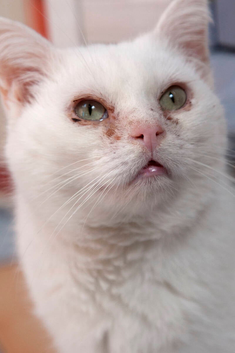 pummebeer (chronische nies)