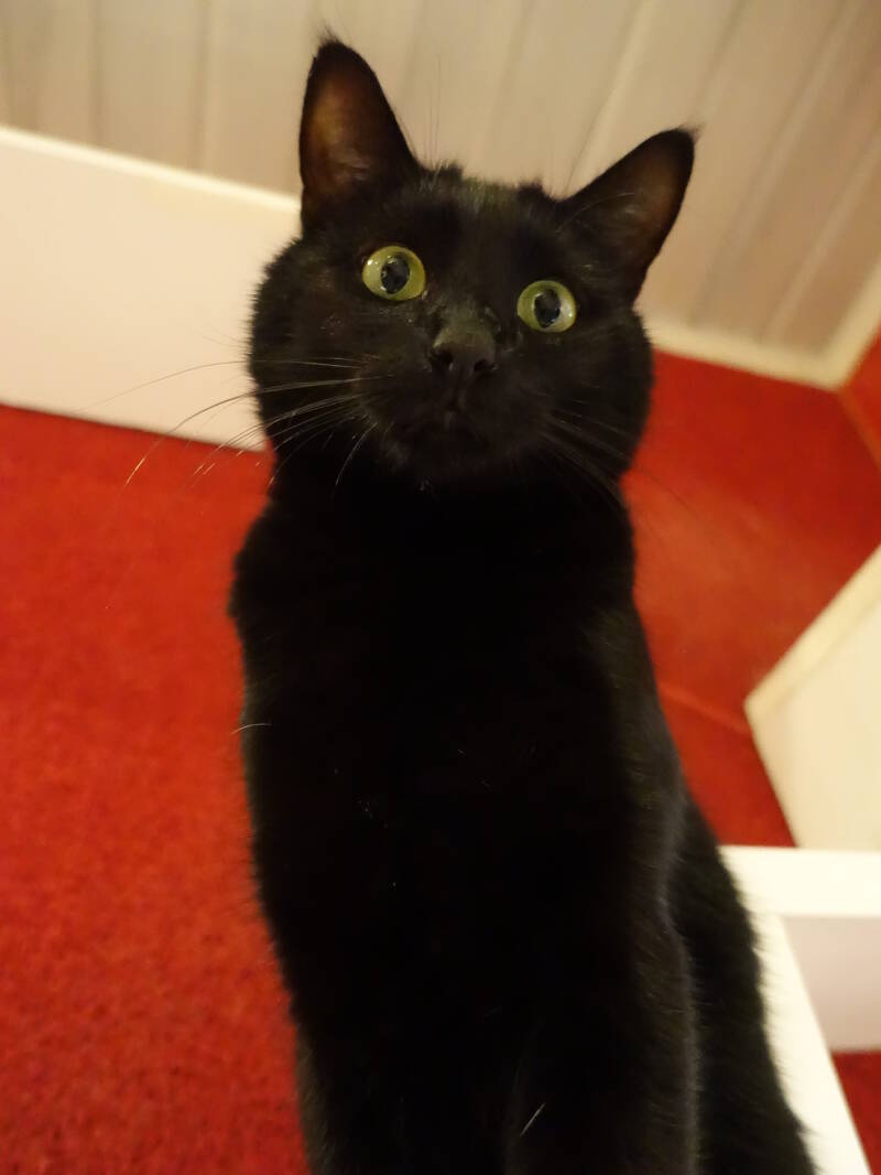 Sprookje (2 poter, niet verlamd) 