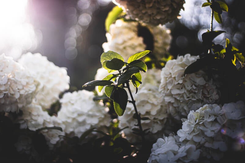 4-13-2025-flower-finals-13-standard.jpg