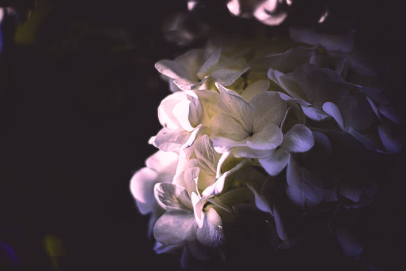 4-13-2025-flower-finals-14-standard.jpg