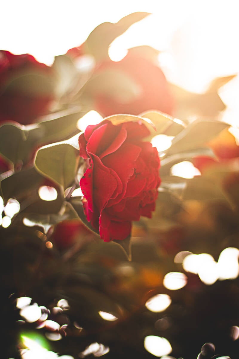 4-13-2025-flower-finals-17-standard.jpg