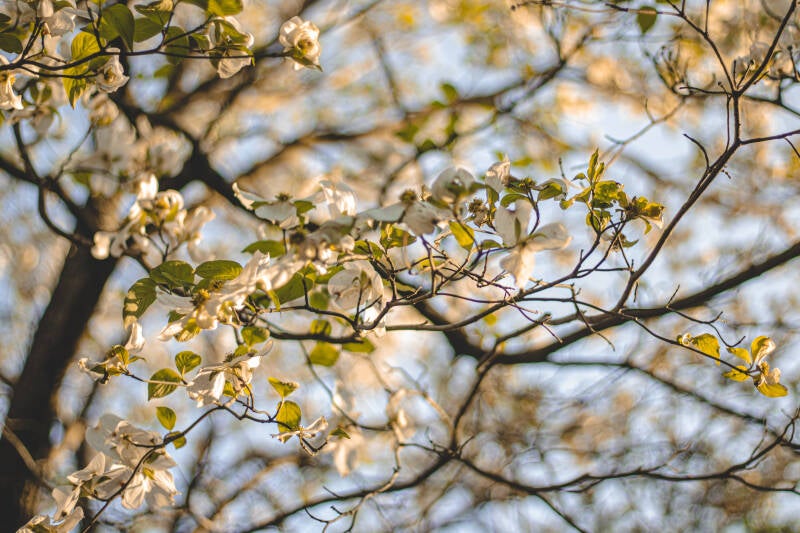 4-13-2025-flower-finals-25-standard.jpg