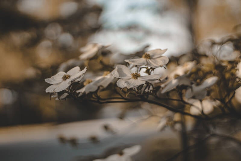 4-13-2025-flower-finals-26-standard.jpg