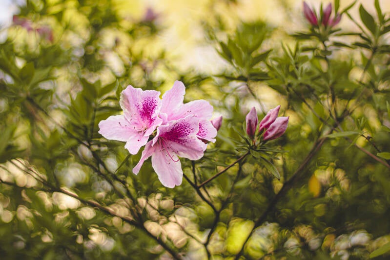 4-13-2025-flower-finals-29-standard.jpg