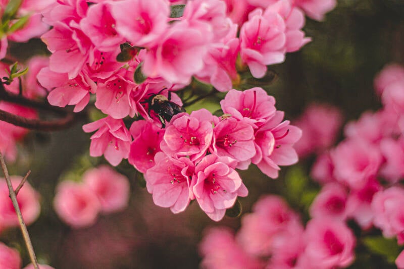 4-13-2025-flower-finals-33-standard.jpg