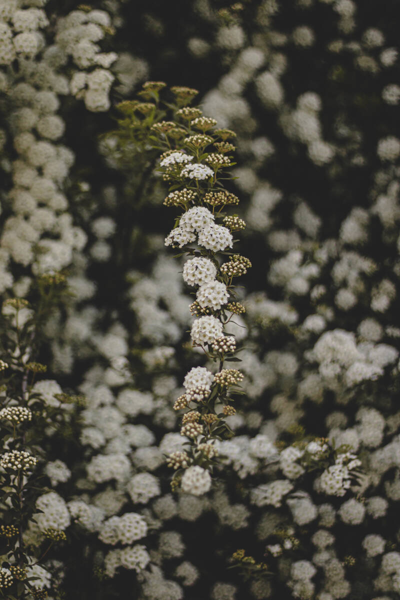 4-13-2025-flower-finals-39-standard.jpg