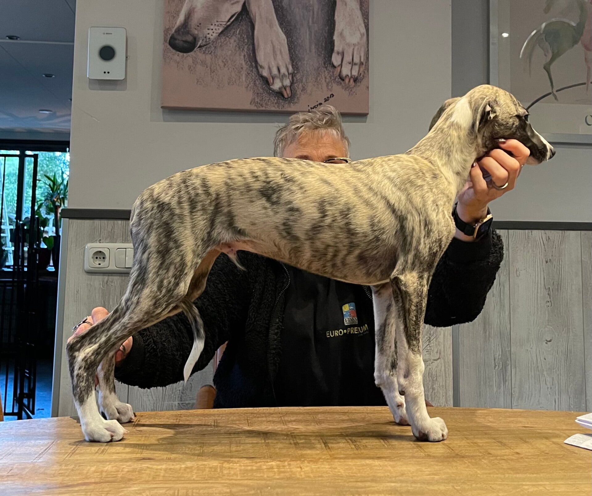 Shiny Sensations Whippets Adult Whippet Whippet Dog Breed Health