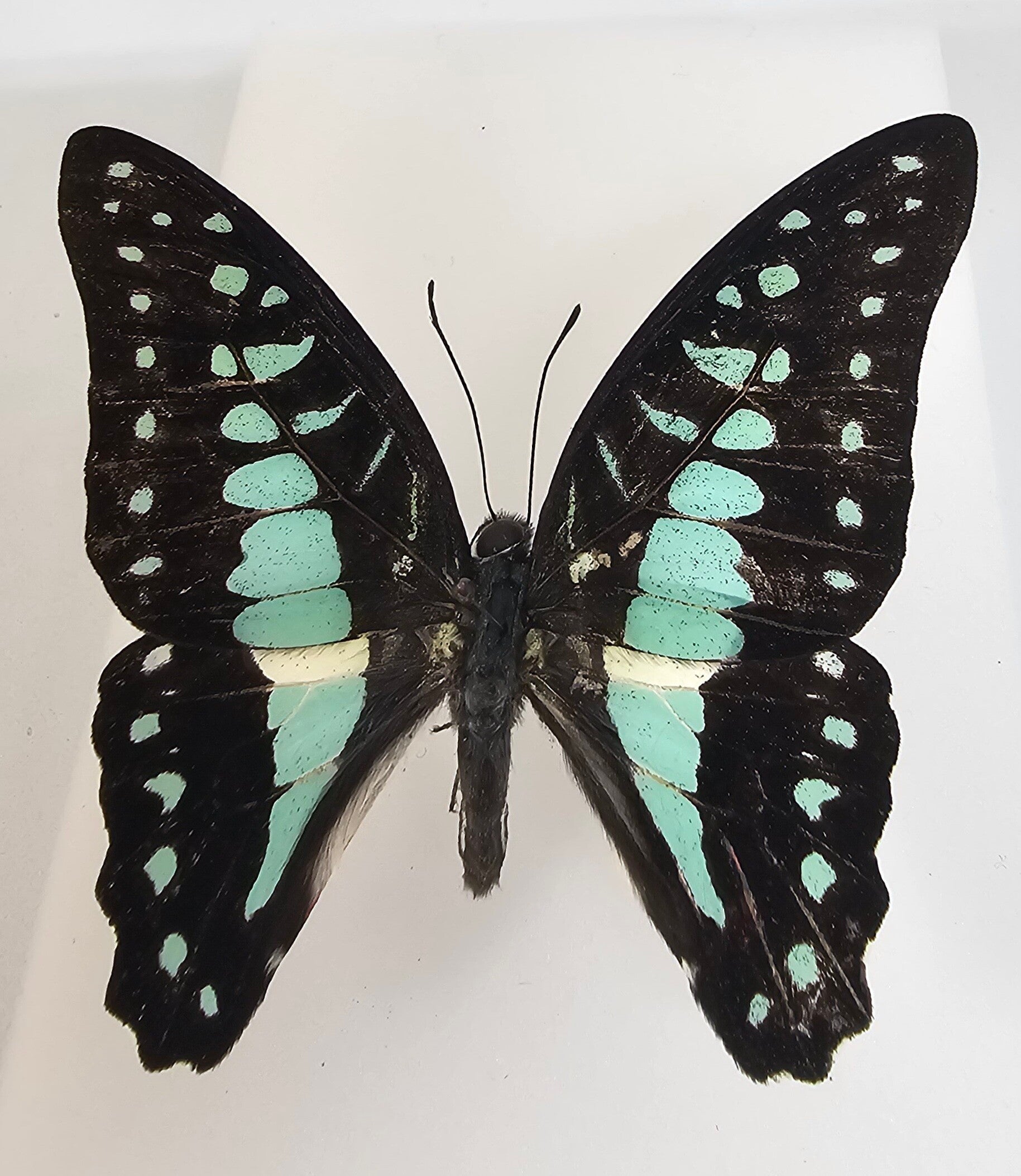 Graphium doson
