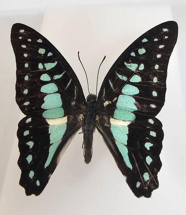 Graphium doson