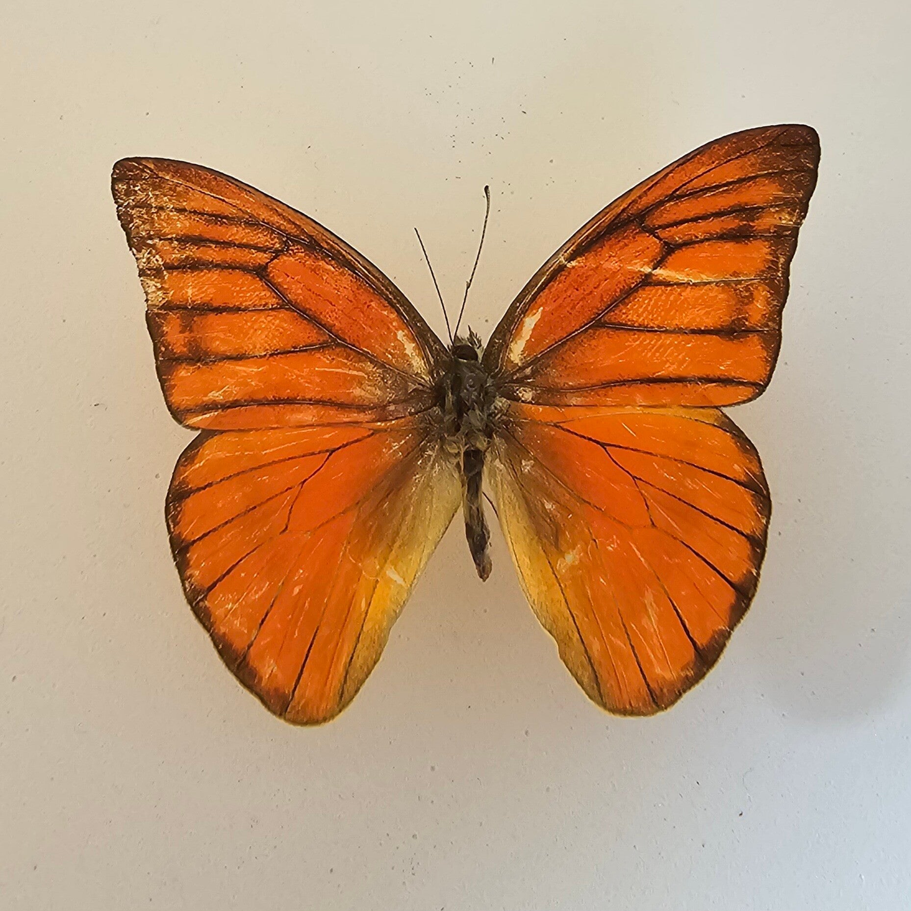 2 Appias nero in lijst