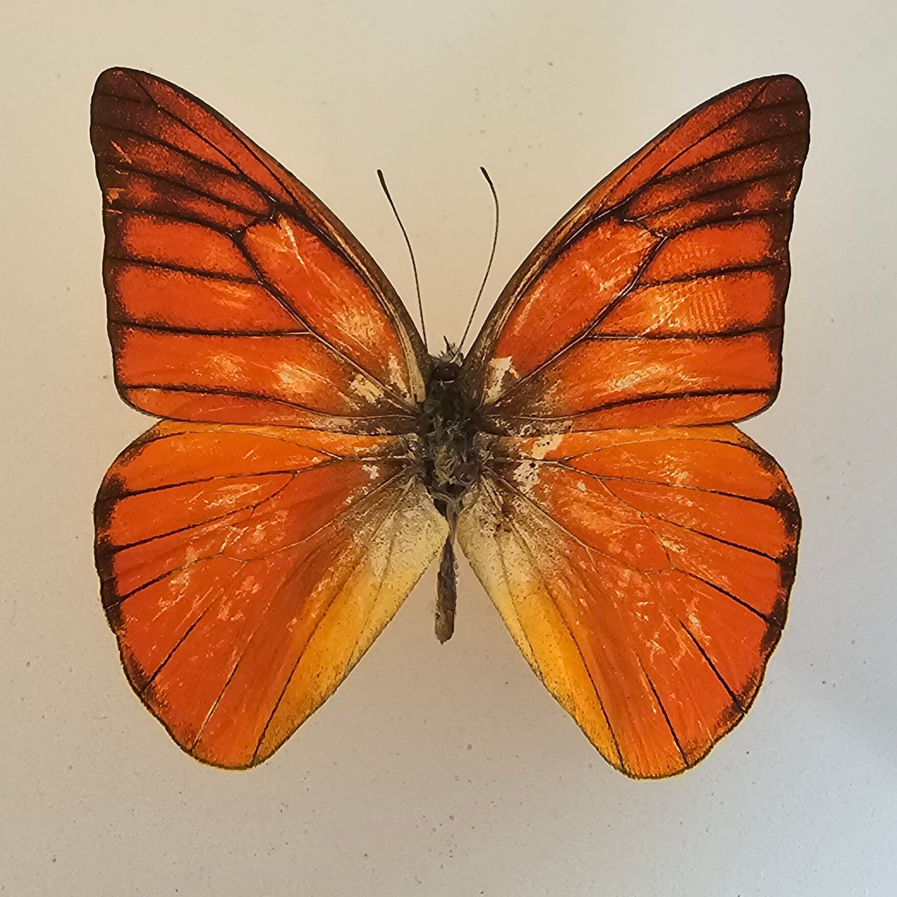 Appias nero