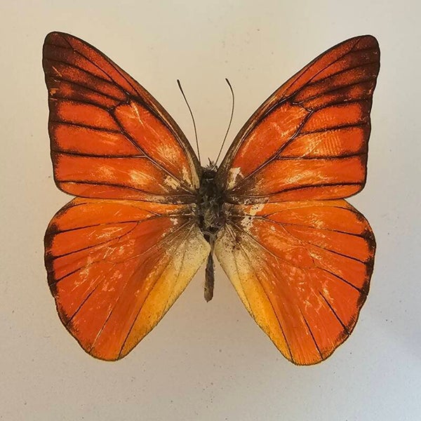 Appias nero