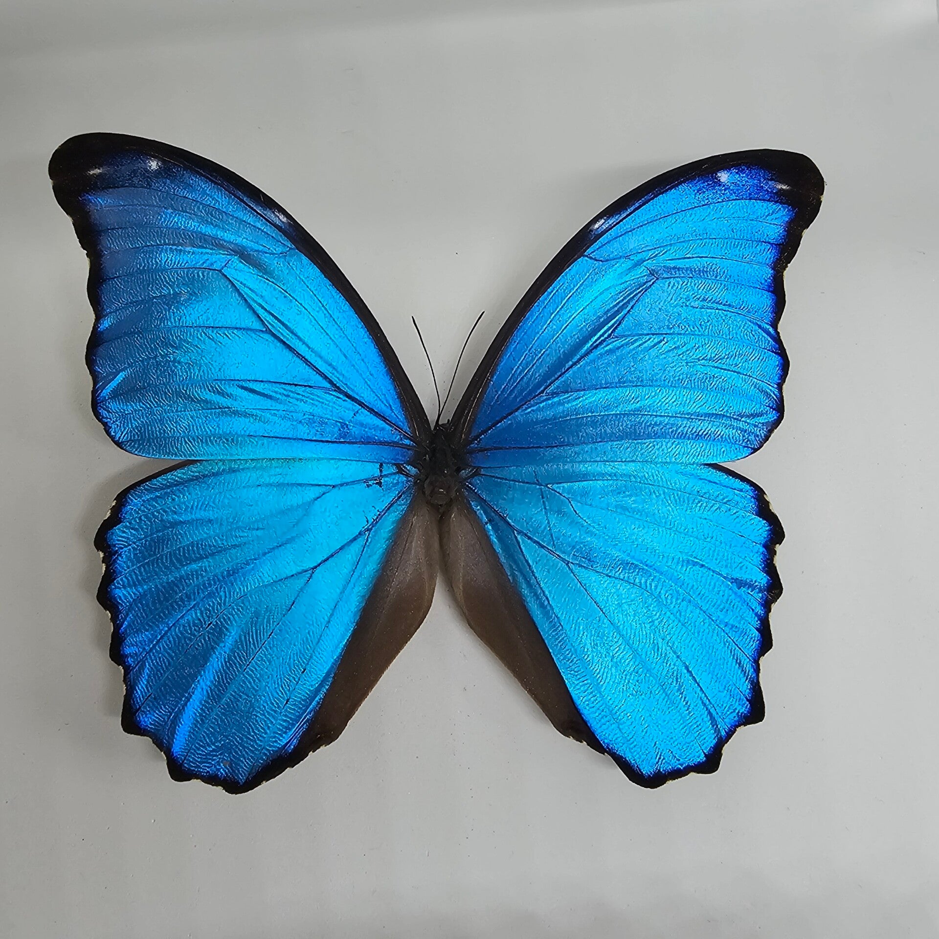 Morpho didius