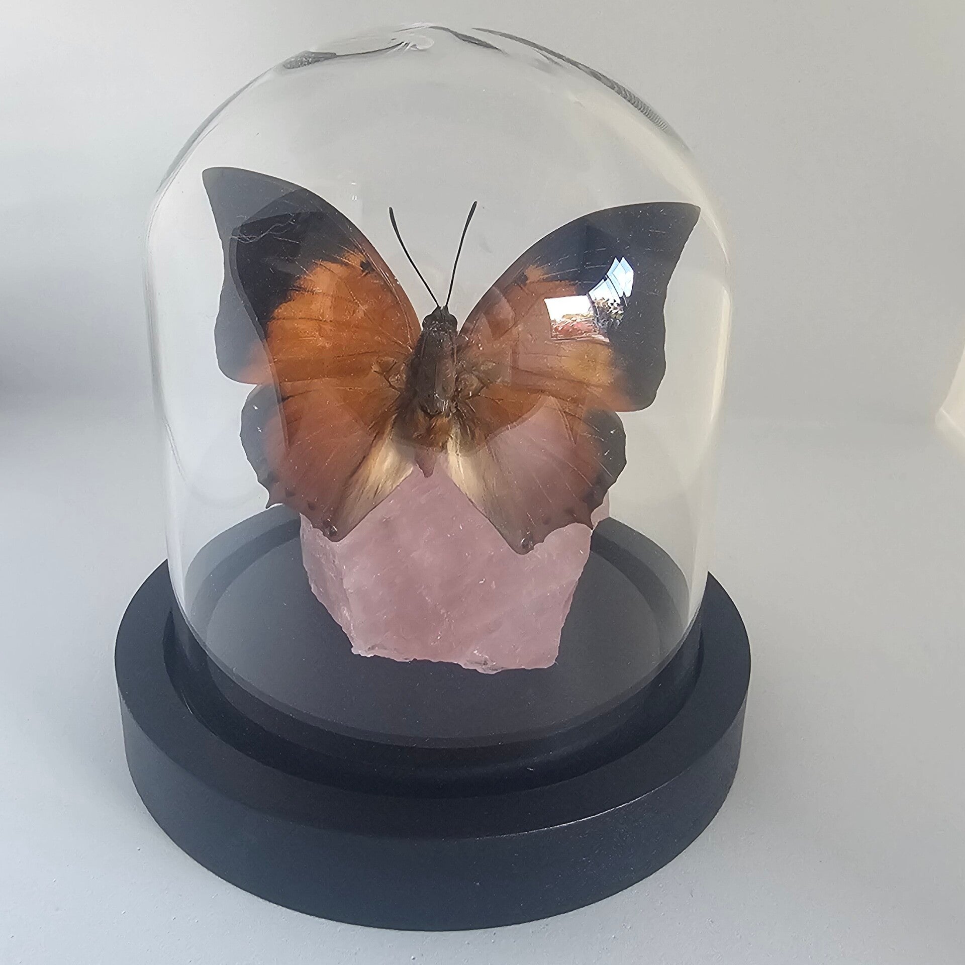 Charaxes bernardus op Rozenkwarts