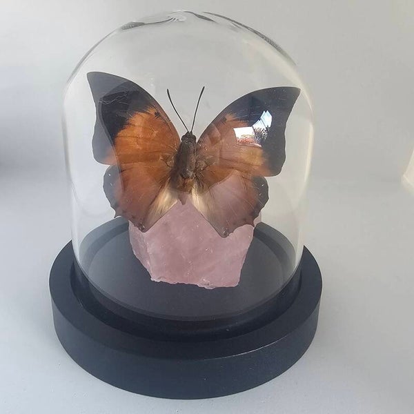 Charaxes bernardus op Rozenkwarts